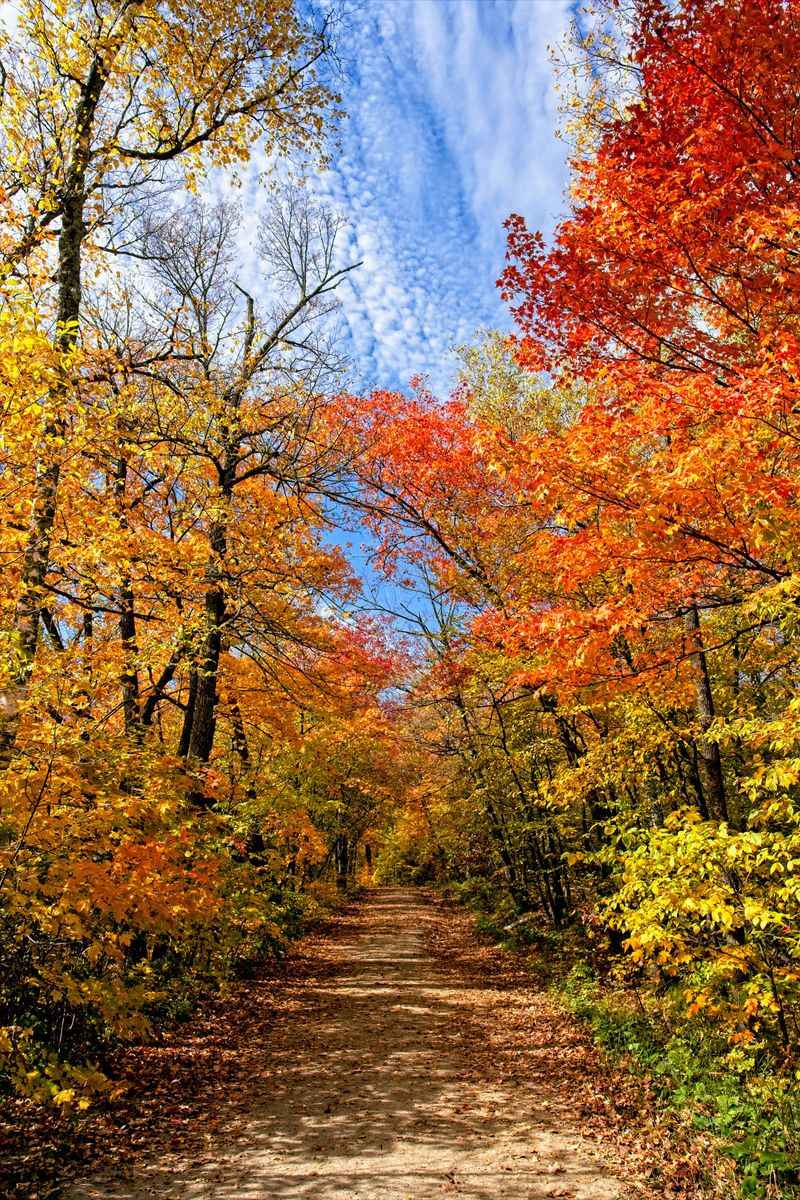 Winter Trail Hiking Through Ancient Forest