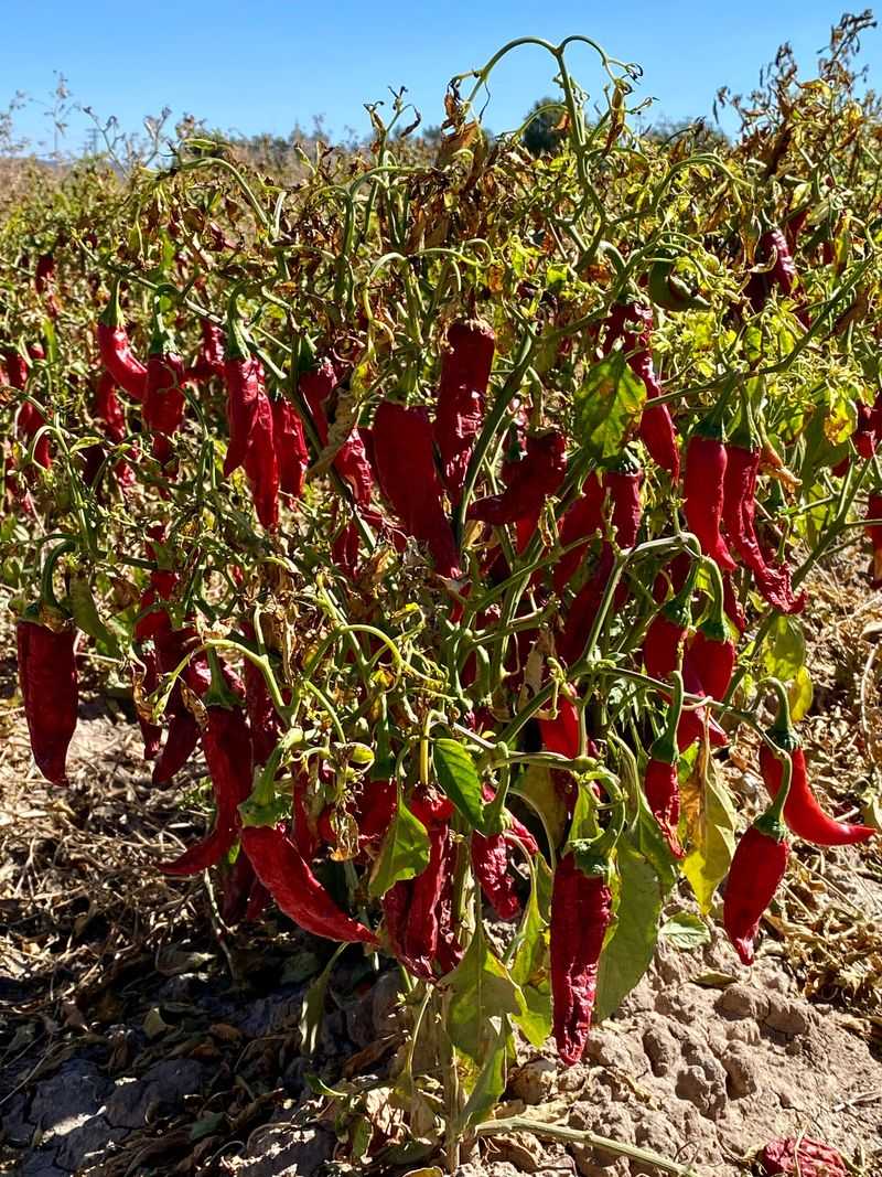 A Desert Valley Town Built Around One Crop