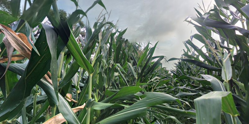 Farm breakfasts at Escobar’s and local markets