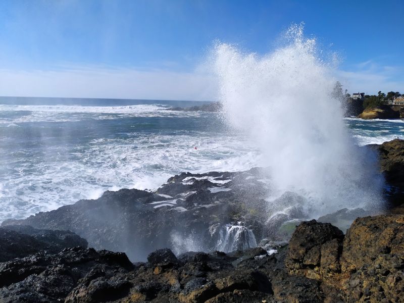 Whale Watching Capital on the Seawall