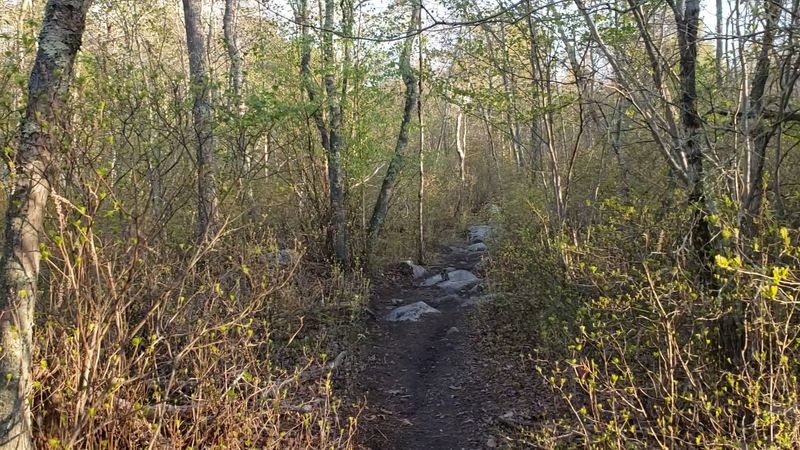 The Cult Activity History