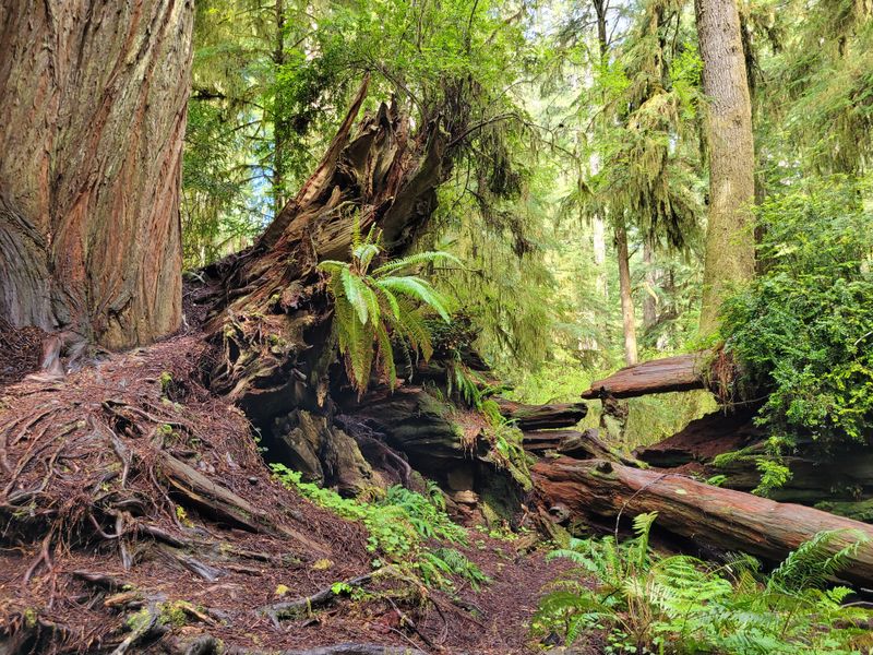 Light Beams That Cut Through Mist Like Moving Lanterns
