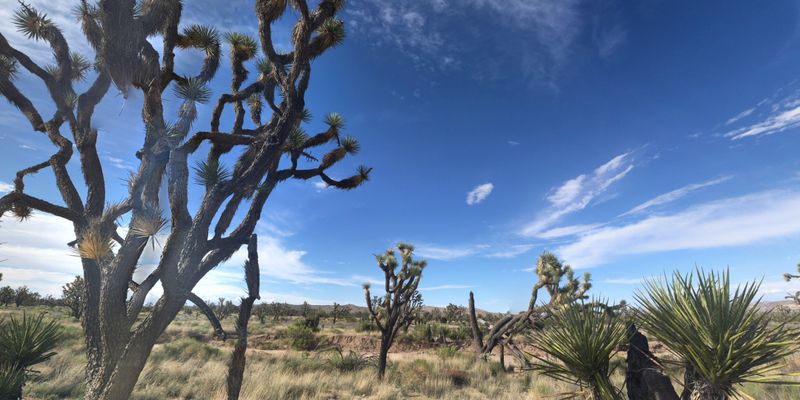 The Mojave Desert Setting and Natural Surroundings