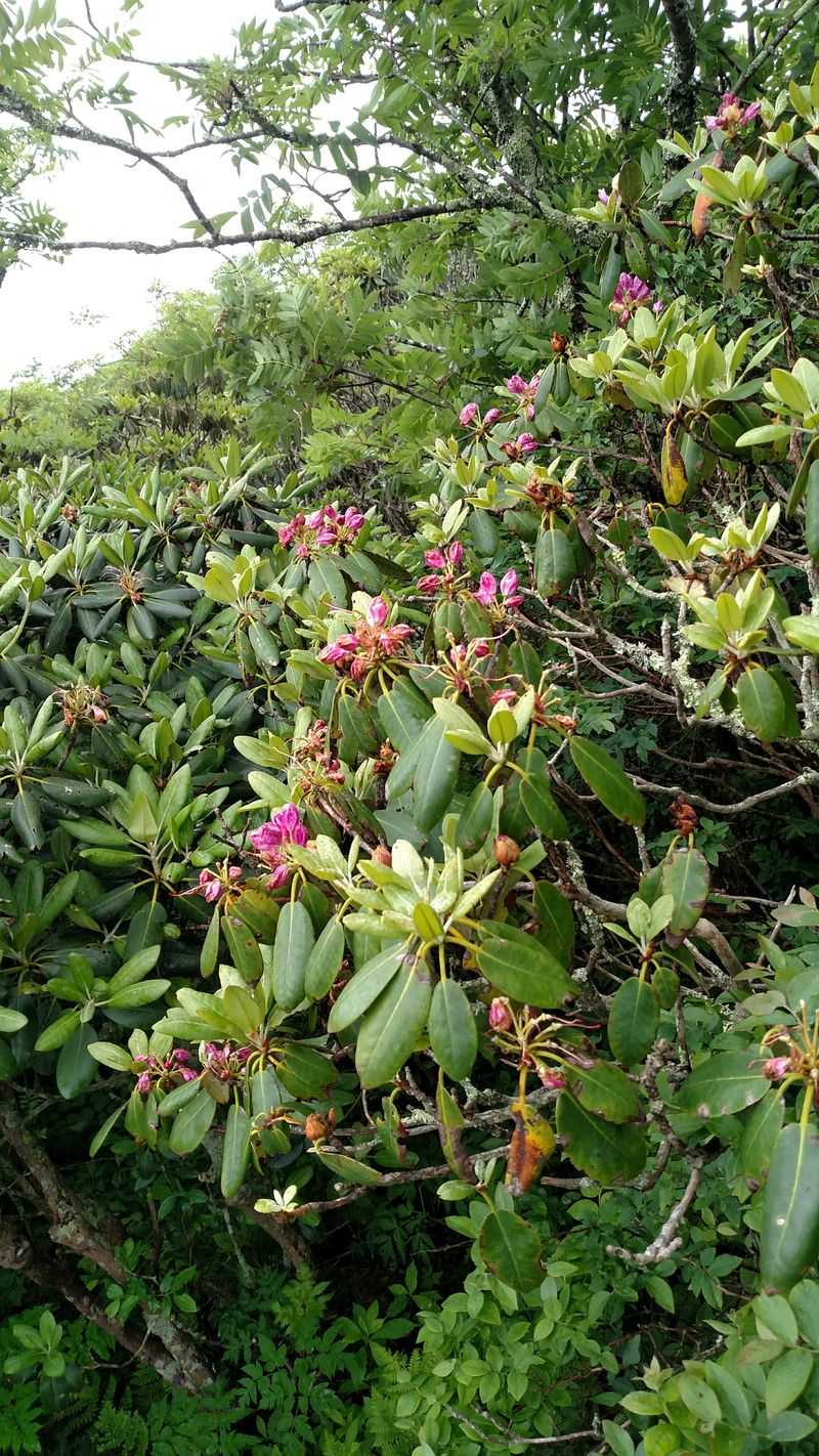 Craggy Pinnacle and Mountain Blooms