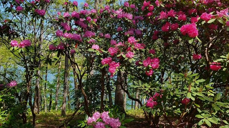 Hamilton Rhododendron Gardens