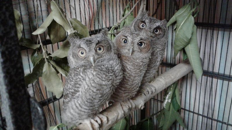 Feeding Wildlife Is Illegal Almost Everywhere, Beaches, Springs, And Piers