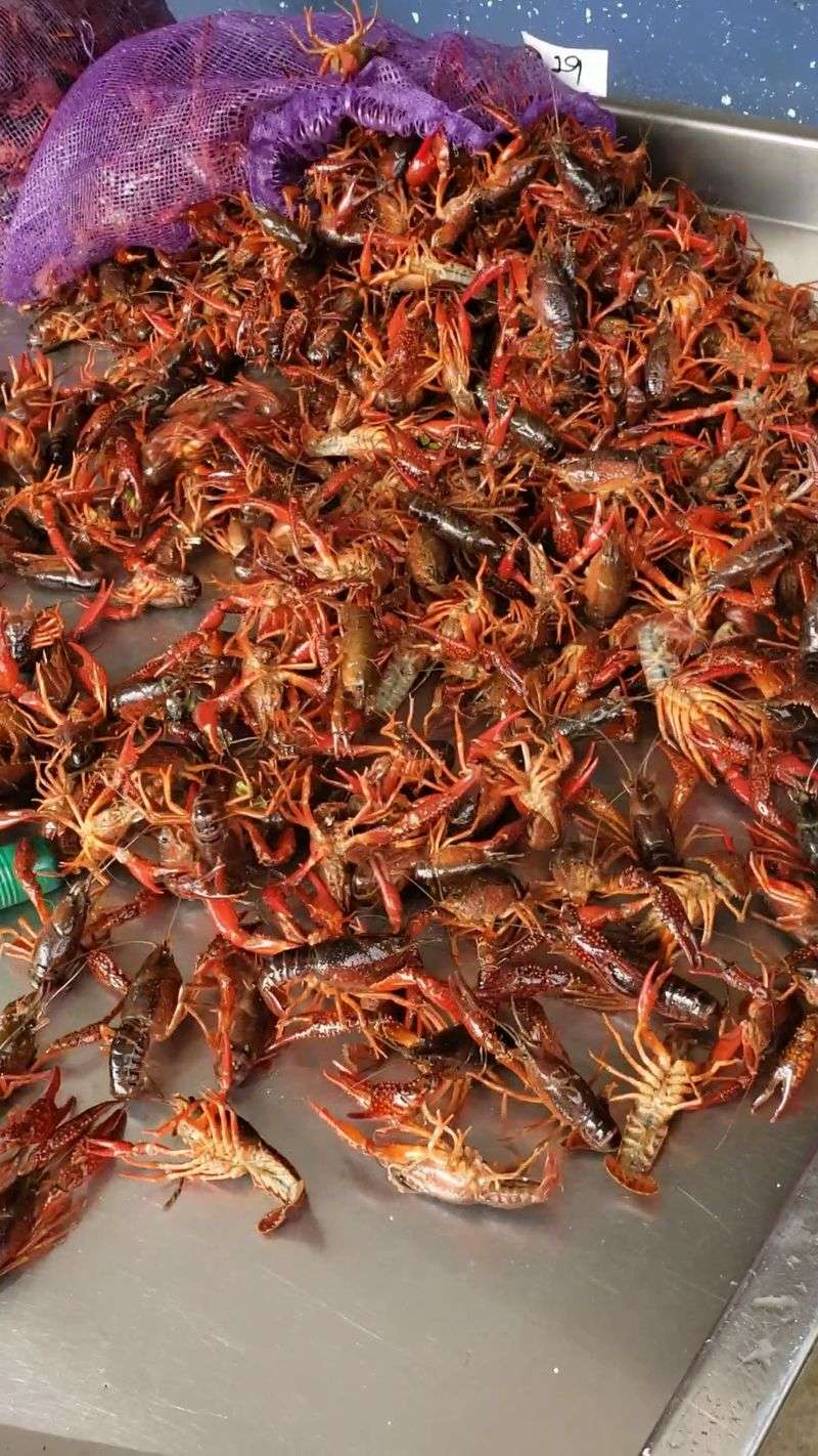 Captain Sid's Seafood, 1700 Lake Ave, Metairie, LA