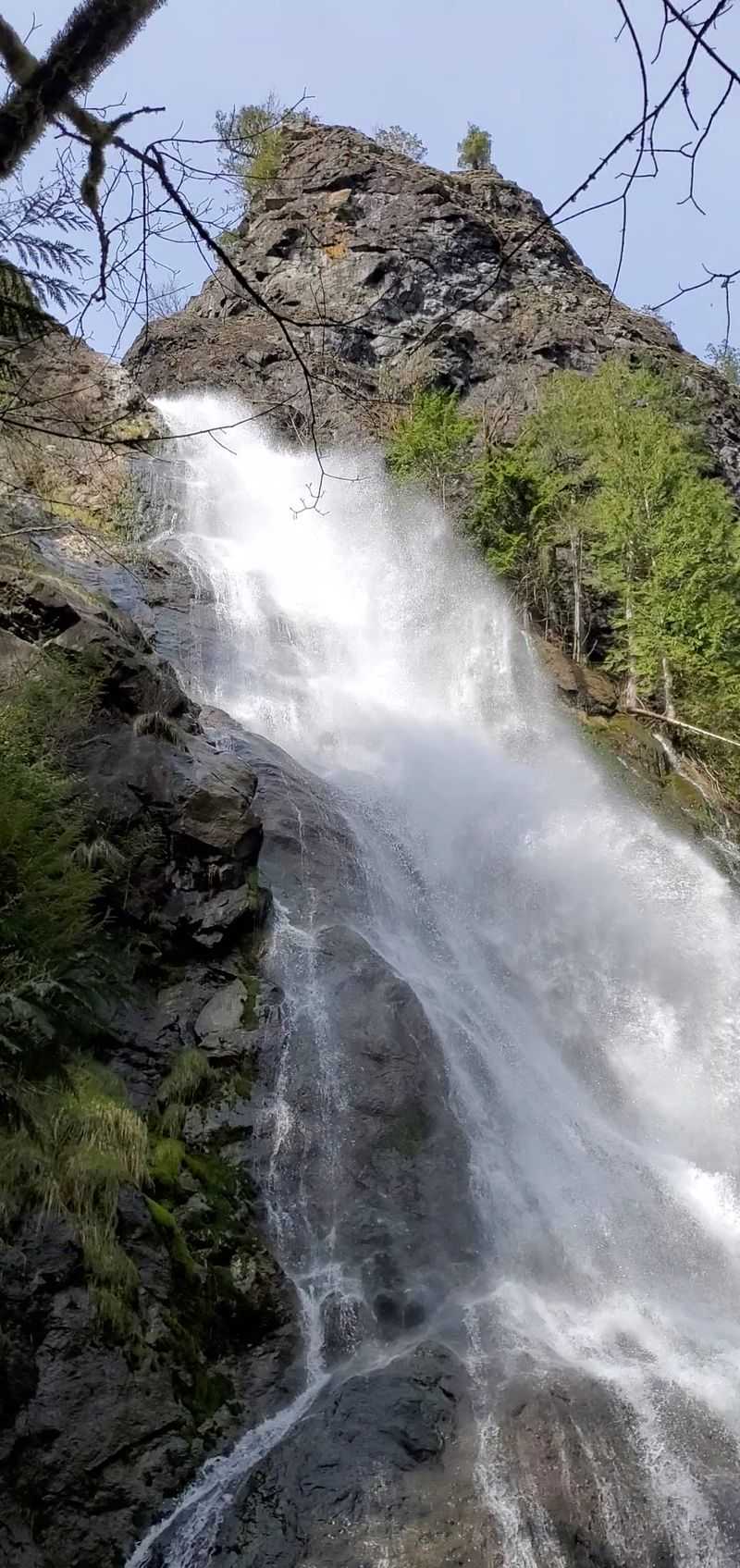 Quinault Rain Forest Day Trip