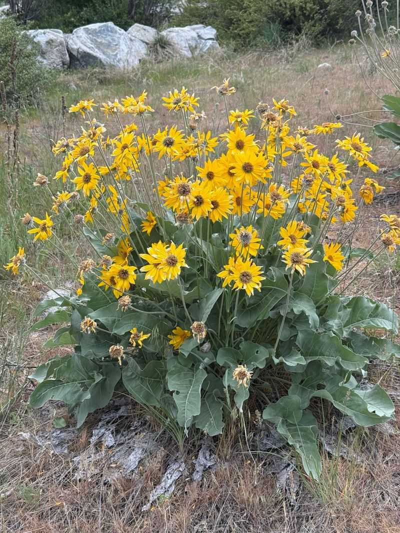 Spring Wildflowers and Subtle Color