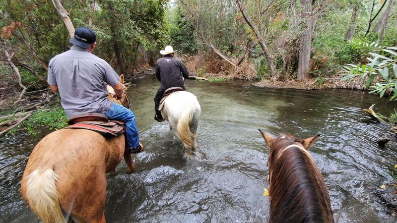Horse-Drawn Buggies Replace Rush Hour Traffic
