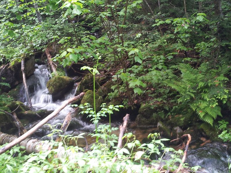 Ice Gulch Town Forest