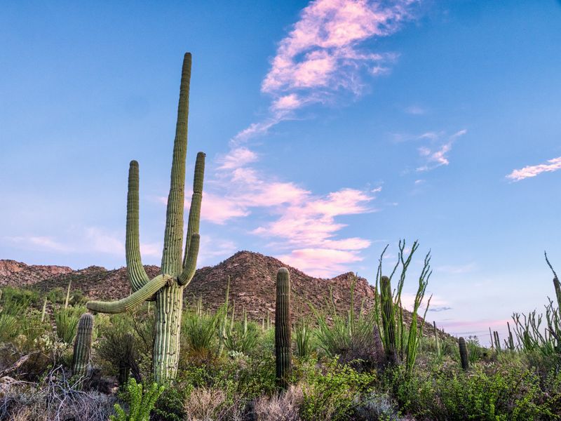 Breezy Ridge Hikes In Saguaro National Park