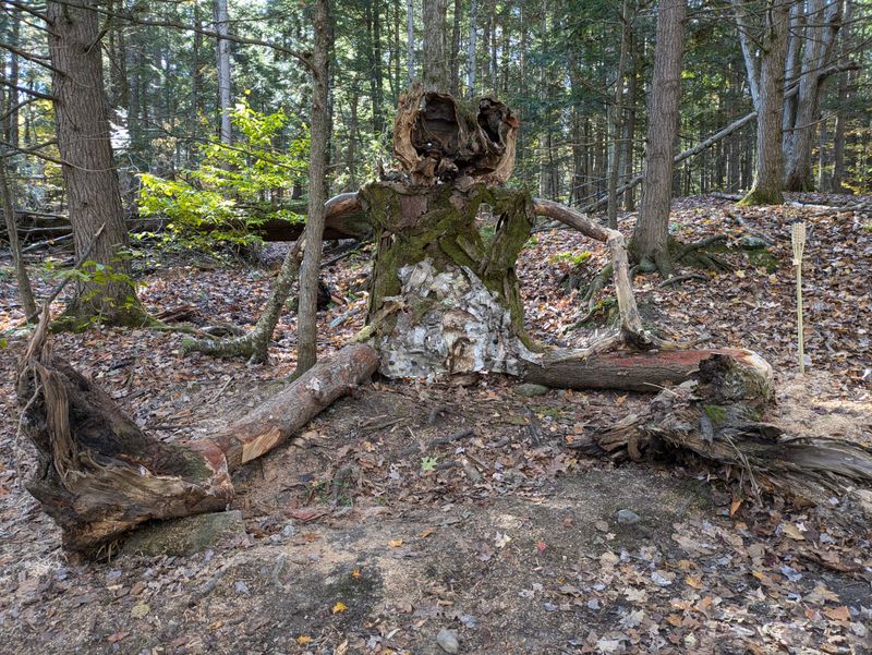 Night Hikes Are Not Recommended