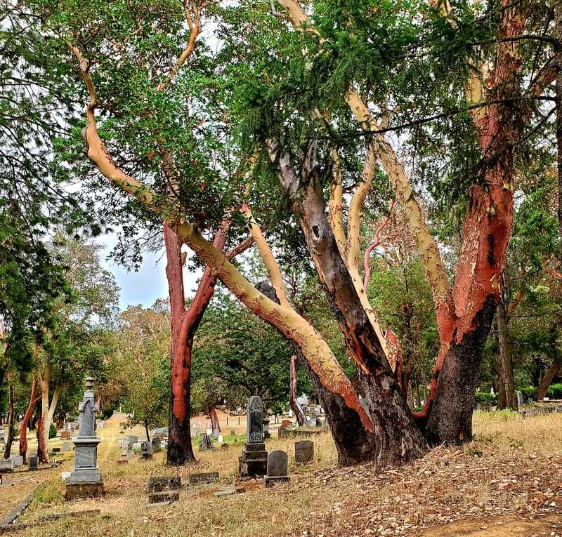 Jacksonville Cemetery's Chinese Section