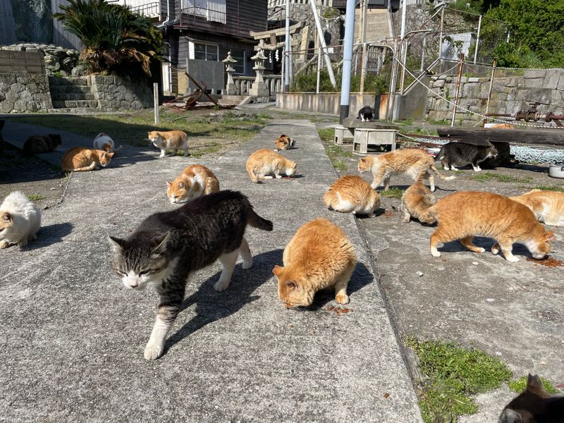 Cat Island
