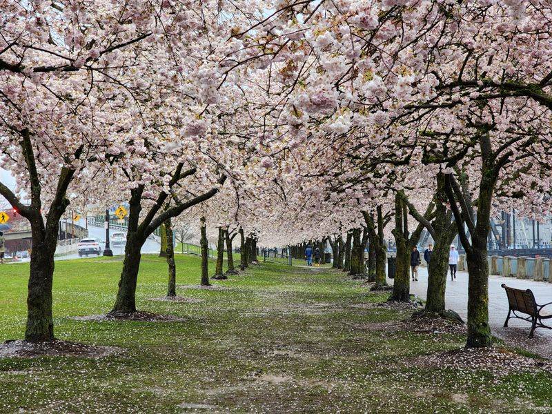 Cherry Blossom Viewing, Portland Waterfront Park OR 97204