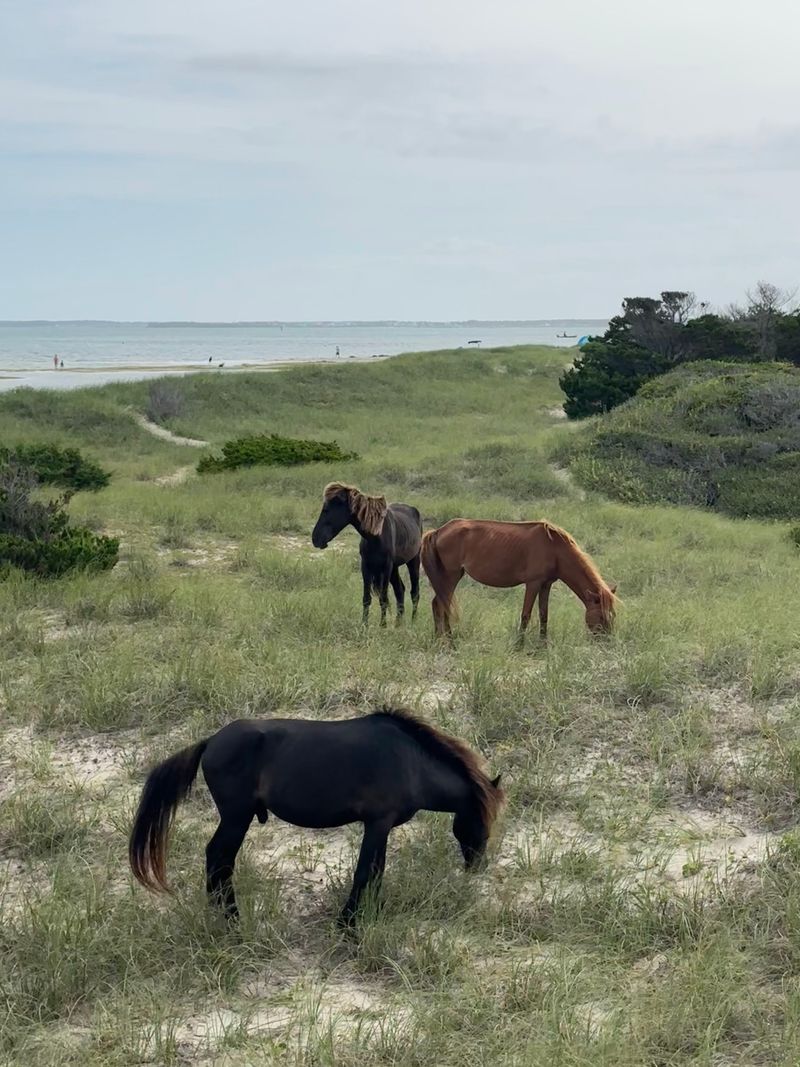 Optional Boat Tour to Shackleford Banks Wild Horses