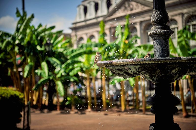 Crowds, Courtyards, and the Sound of Home