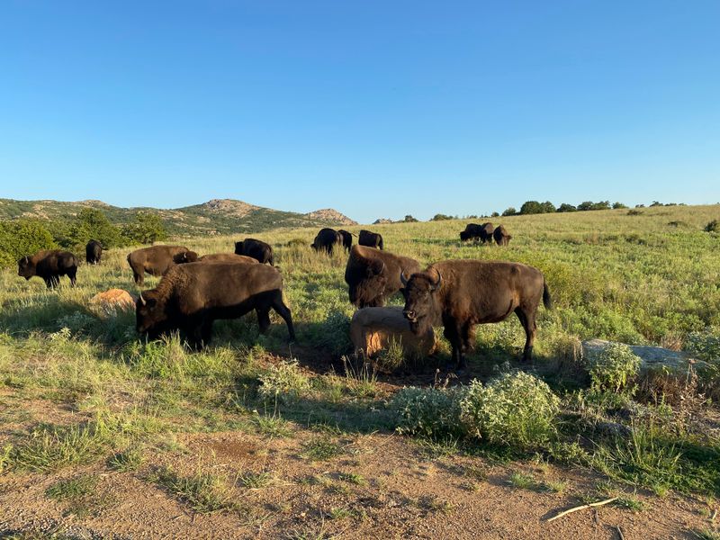 Wichita Mountains Wildlife Refuge