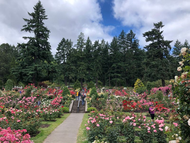 International Rose Test Garden
