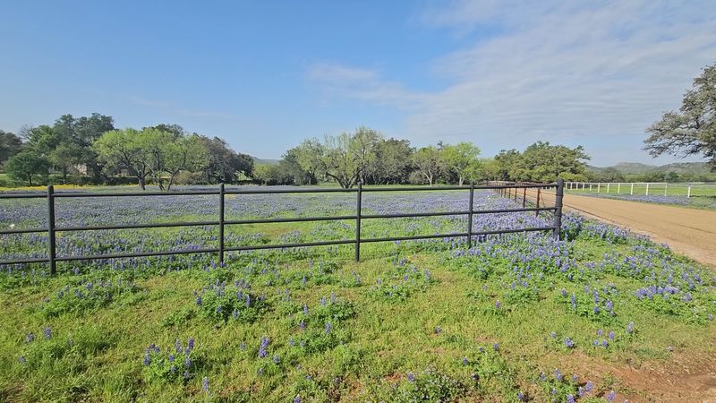 Bluebonnet Bloom Loops Near Willow City
