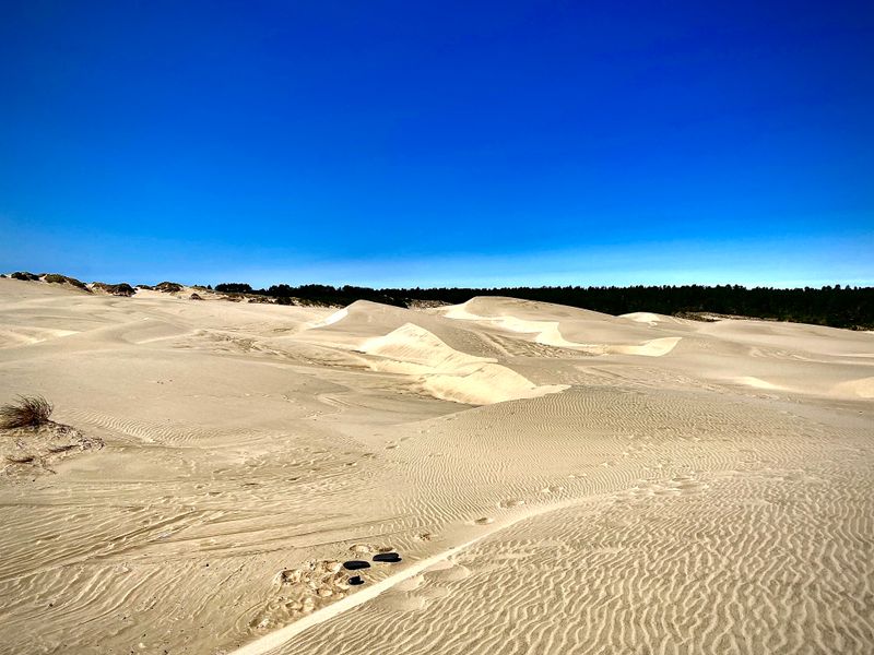 Massive Coastal Sand Dunes at Oregon Dunes National Recreation Area