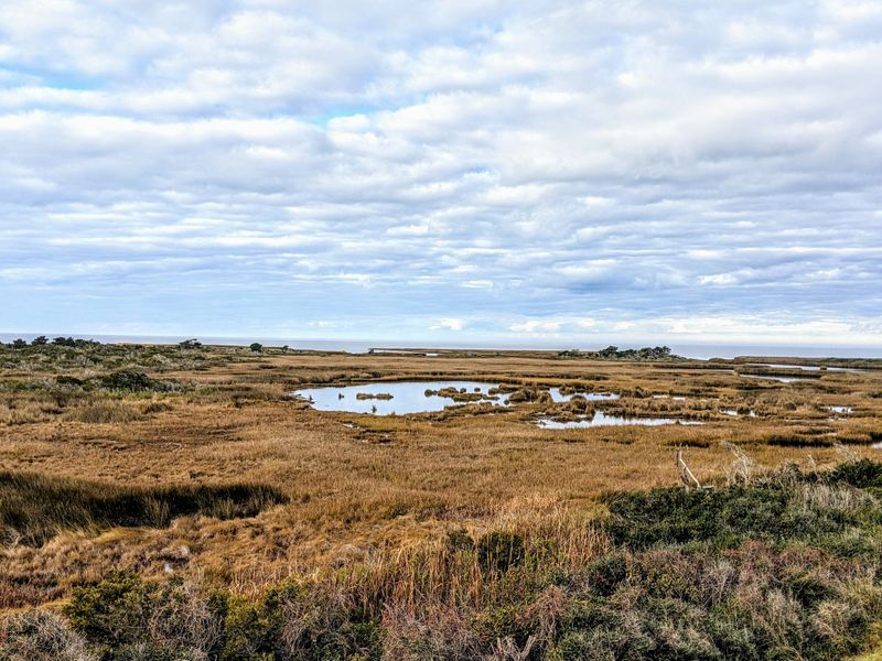 Pea Island National Wildlife Refuge Birding