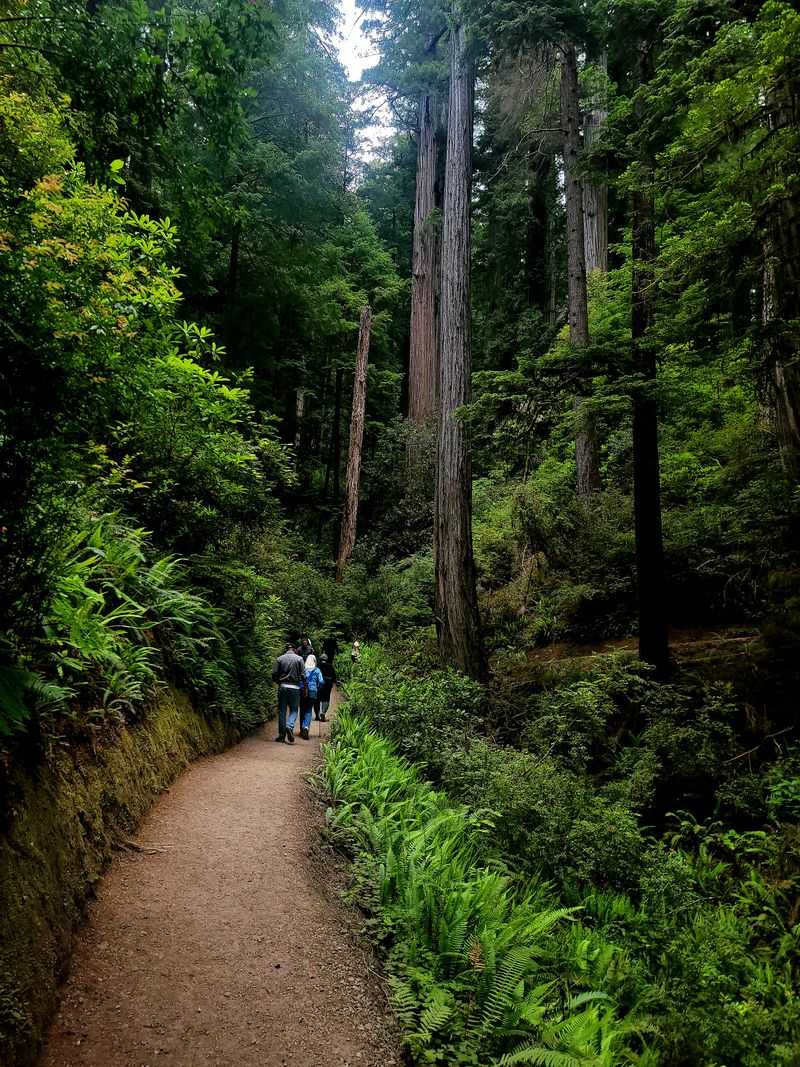 Trail Routes Where the Mist Hangs Low and Dreamlike