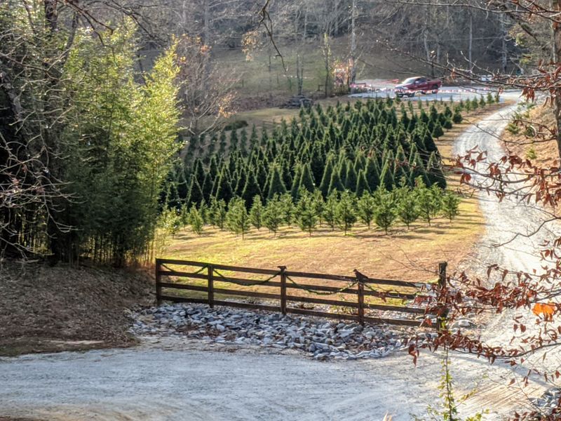 Local Traditions That Make Dahlonega Stand Out