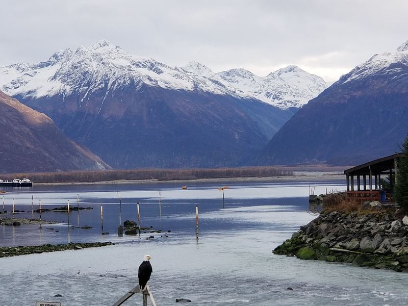 Wildlife Encounters in Natural Habitat