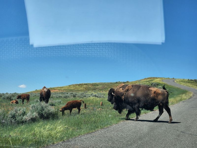Buffalo at Hot Springs State Park
