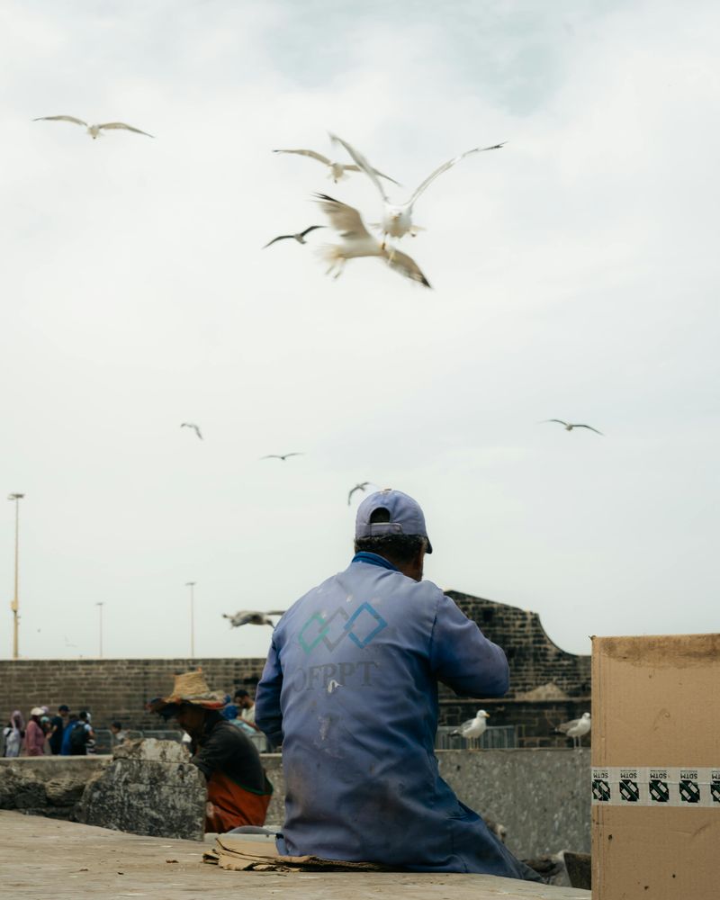 Fed Birds Start Harassing Everyone Else