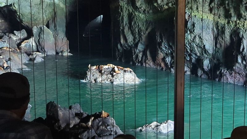 Sea Lion Caves, Florence