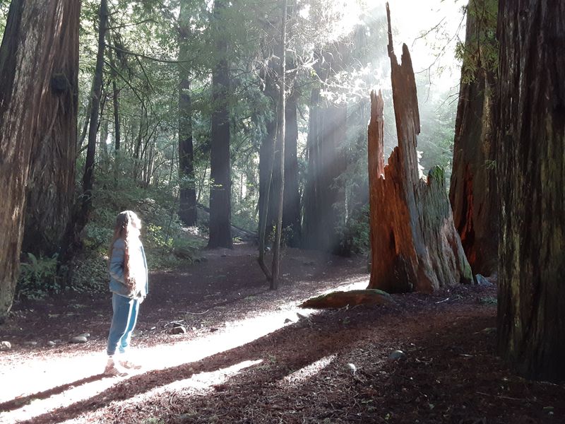 Oregon Redwood Trail (Southern Coast)