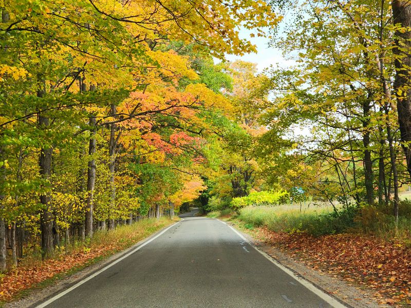 Tunnel Of Trees On M-119
