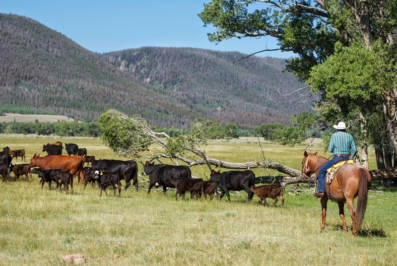 Stay at Vee Bar Guest Ranch, Laramie
