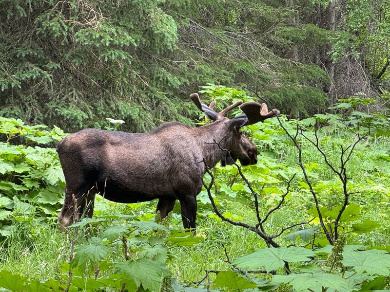 You Cannot Approach Wildlife Even For Photos