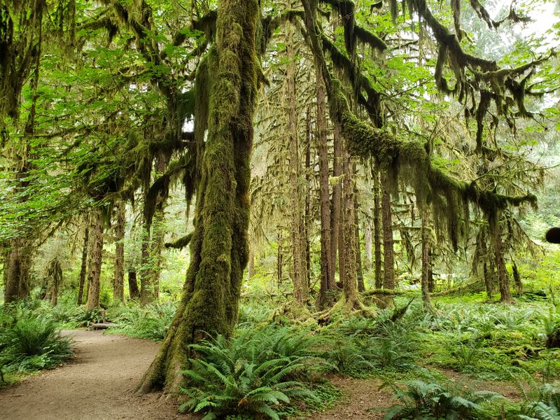 Hoh Rain Forest, Olympic National Park