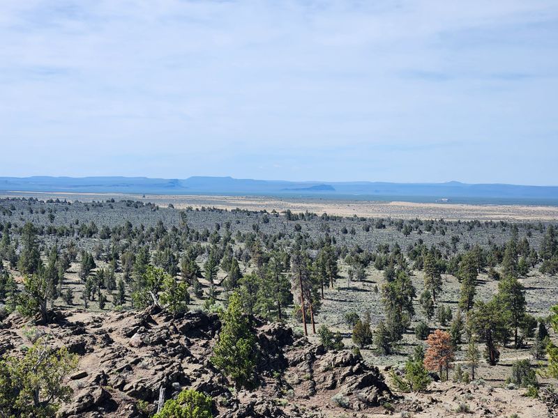 Lost Forest Research Natural Area