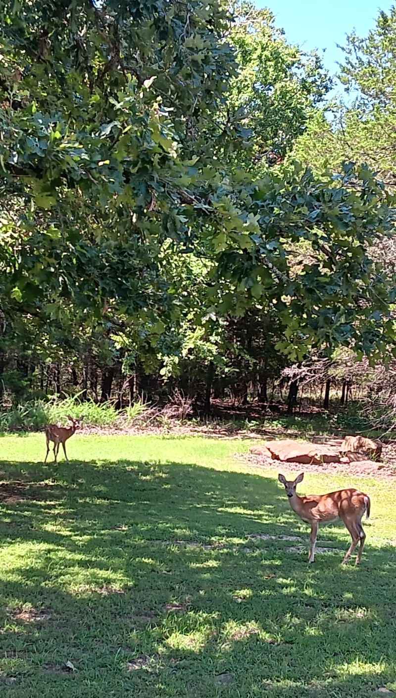 Wildlife That Didn't Get the Memo About Being Wild