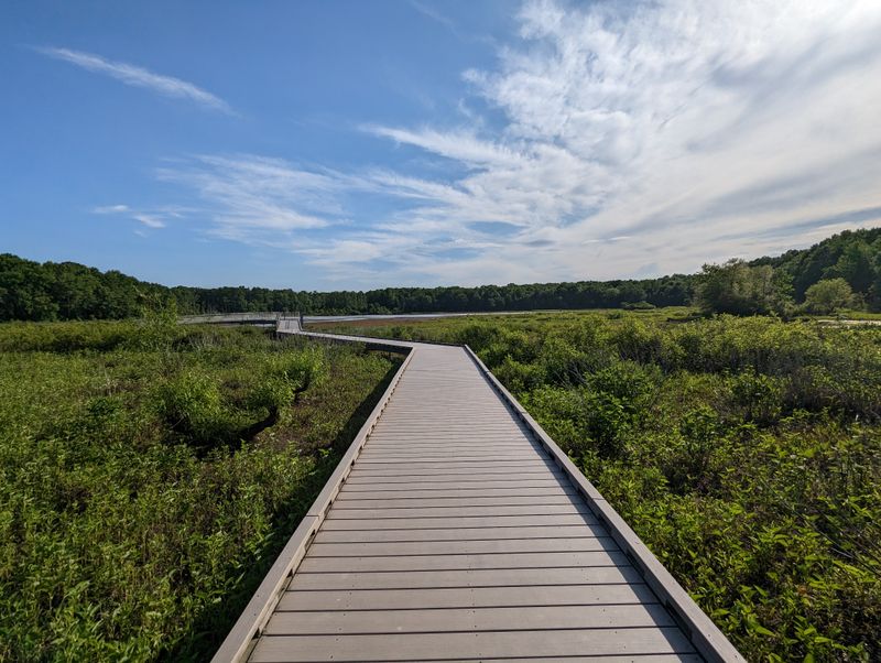 The Famous Boardwalk Through the Wetlands