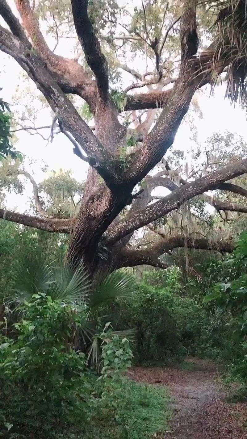 The Overgrown Path and Seasonal Visibility
