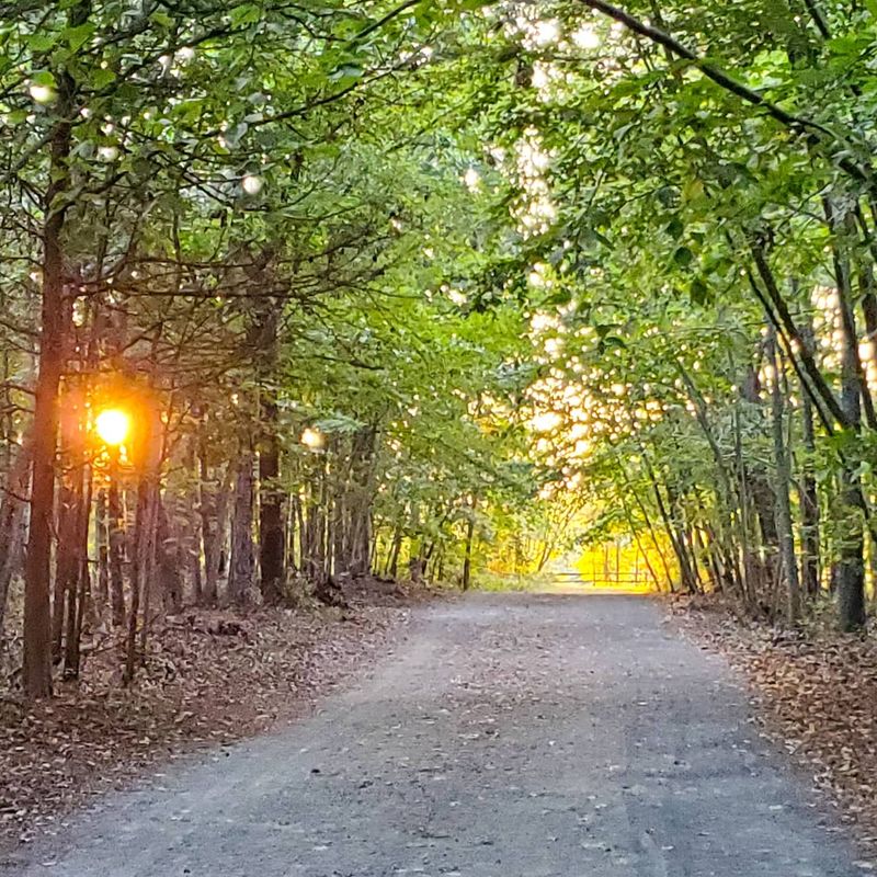 Tree Canopy That Doubles as Nature's Air Conditioning