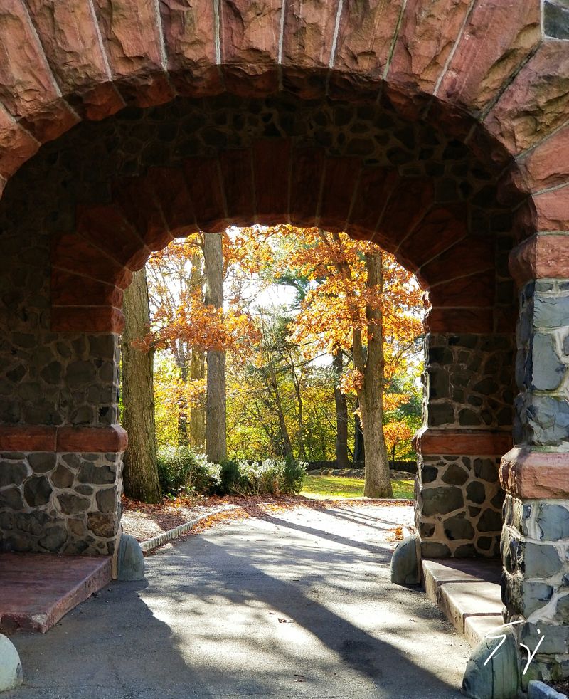 Wildlife Encounters in an Urban Setting