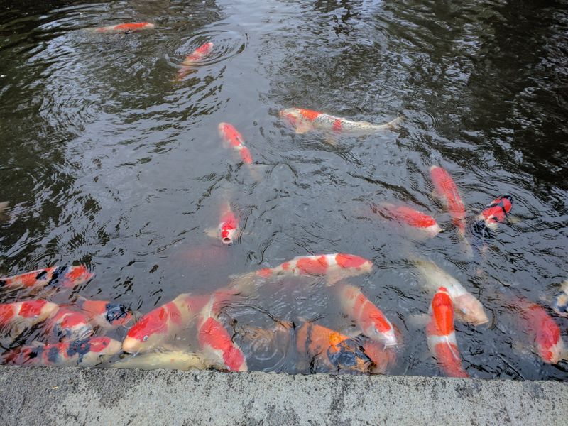 Koi Ponds That Turn Every Visitor Into a Fish Whisperer