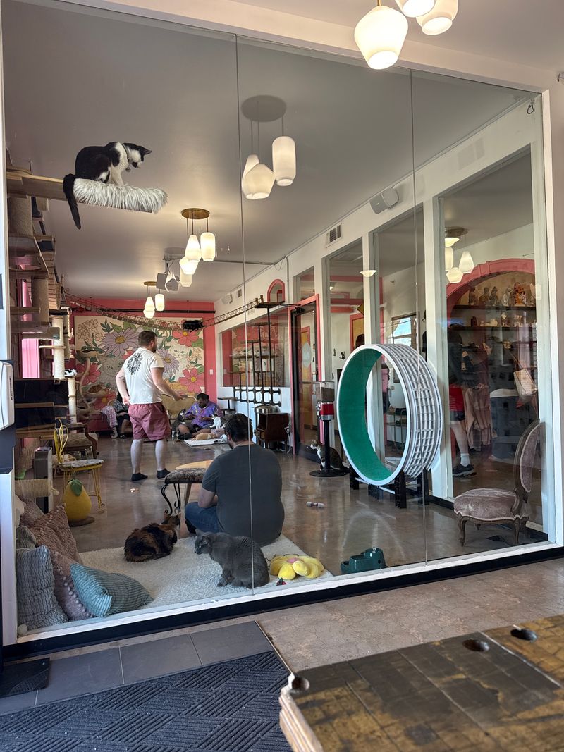 The Cat Lounge Is Where Magic Happens