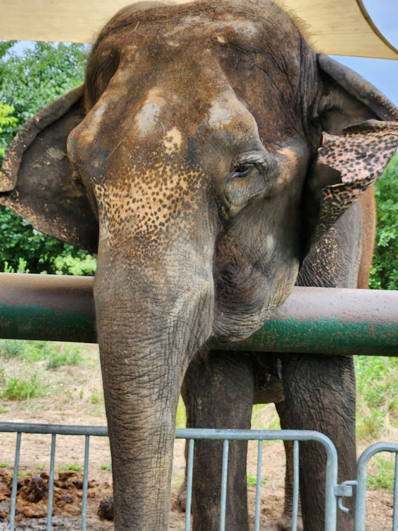 Planning Your Visit To Meet The Herd