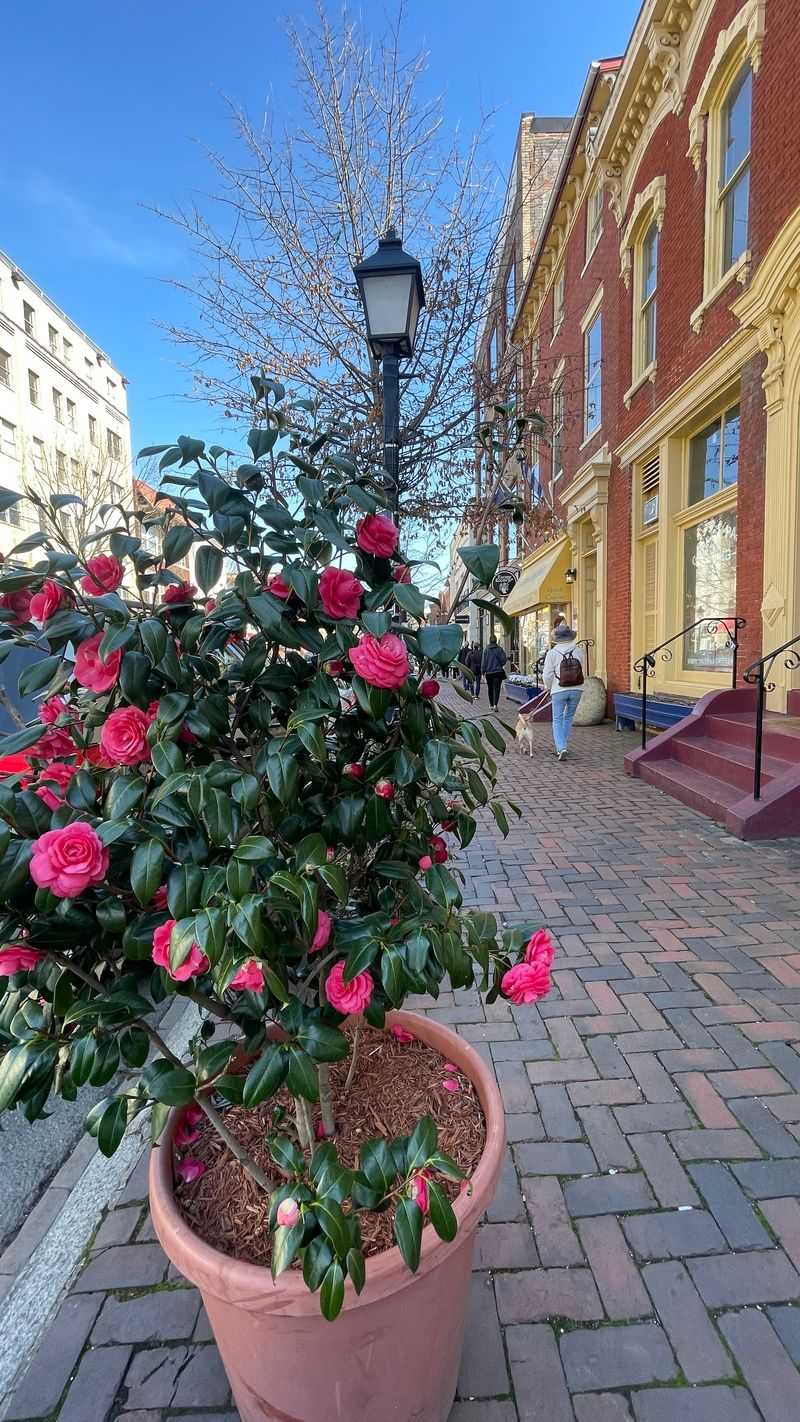 Cobblestone Streets That Tell Stories