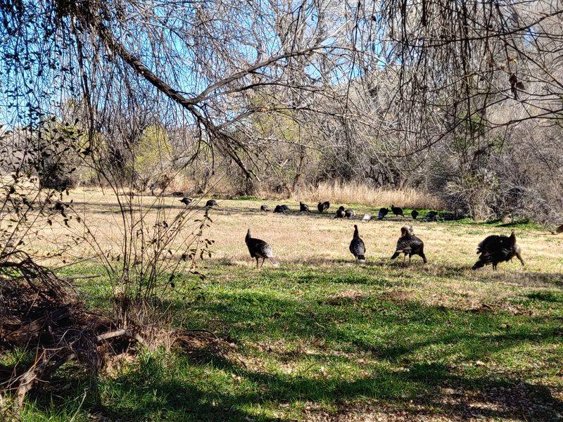 Wildlife That Wanders Close