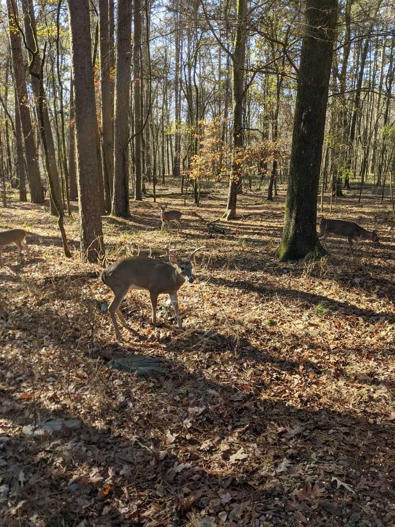 Wildlife Encounters That Feel Like a Nature Documentary